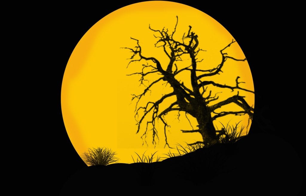 The moon against a dead tree